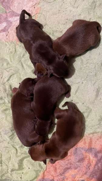 Щенки той терьер в Коврове фото 4