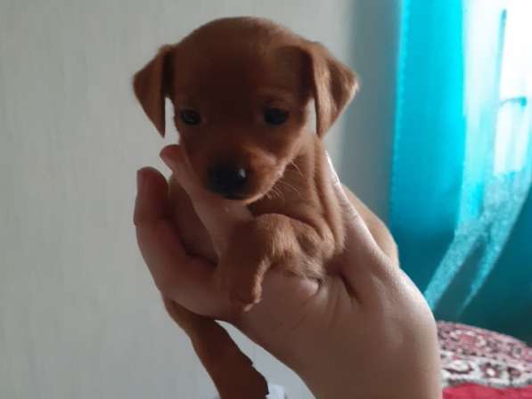 Той терьер щенки в Москве фото 6