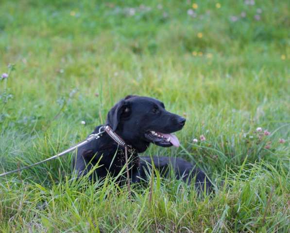 Метис лабрадора ищет хозяев