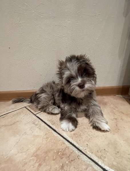 Щенки, Бивер, Шоколад в Москве фото 4