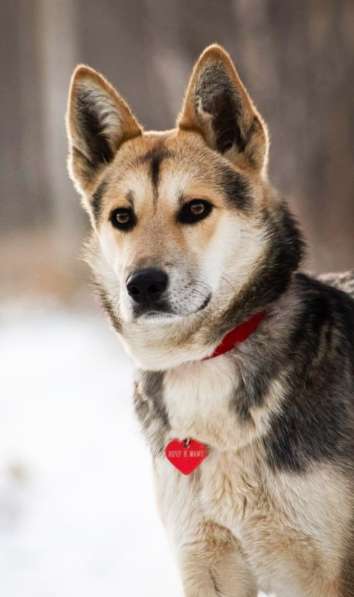Очень красивая собачка ищет лом в Москве