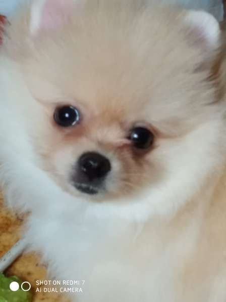 Шпиц маленький малый