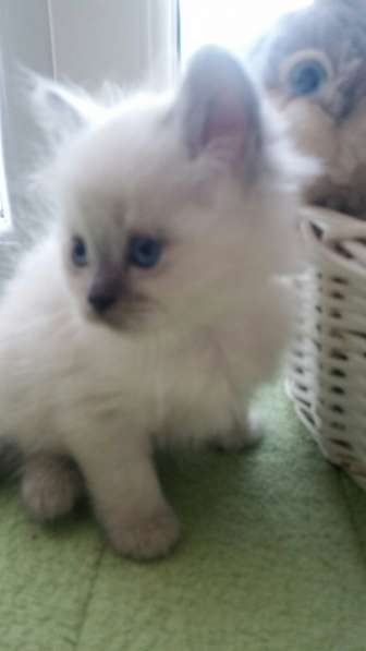 Шотландский кот в фото 5