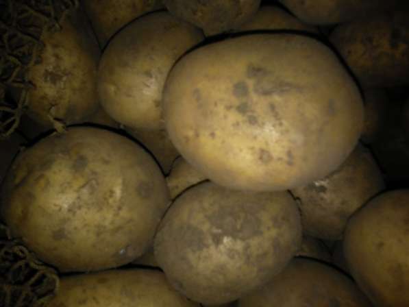 Продам картофель в Чите фото 3