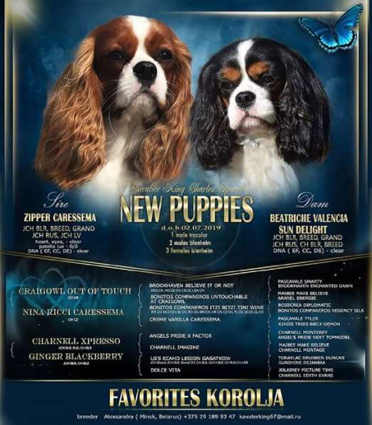 Щенок породы Кавалер кинг Чарльз спаниель в фото 9