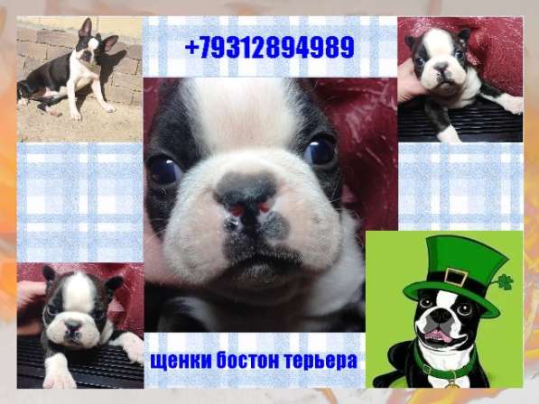 Бостон терьер - щенки от Чемпионов в Санкт-Петербурге фото 11