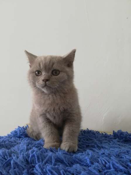 Британский мальчик в фото 7