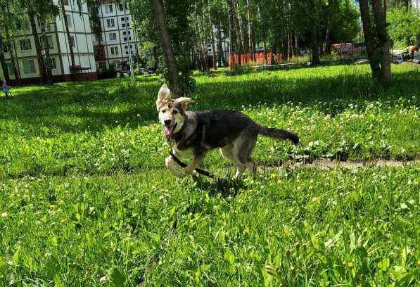 Тася в добрые руки в Ногинске фото 30