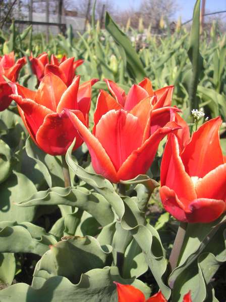 Тюльпаны и эрэмурусы в фото 18