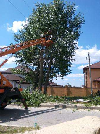 Спилить дерево, услуги по спилу опасного дерева, кронирование в Белгороде фото 5