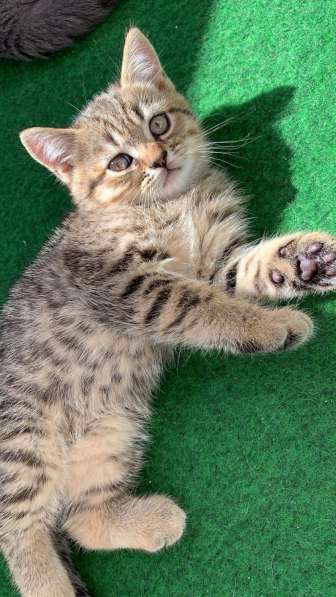 Котята британские в фото 13