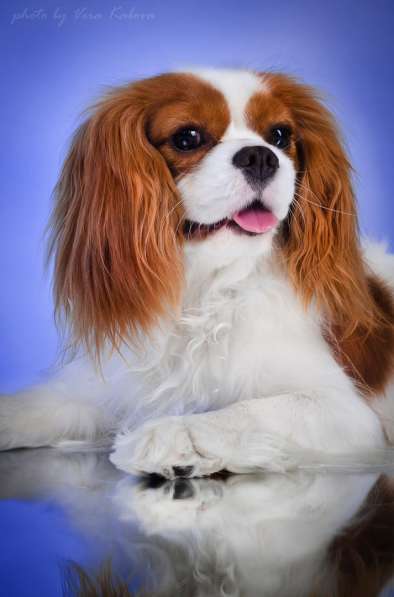 Кавалер кинг чарльз спаниель в Омске фото 8