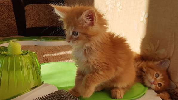 Продаётся красная девочка мейн-кун в Санкт-Петербурге фото 67