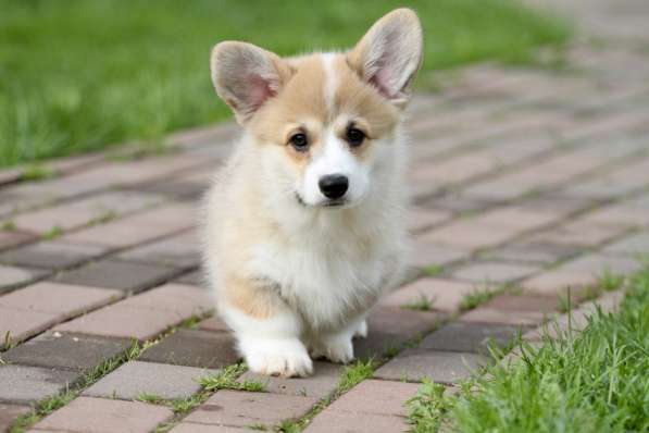 Вельш корги пемброк в Москве фото 11