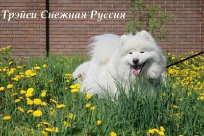 Самоед щенки !доставка в Владивостоке фото 5