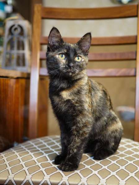 Трехцветный котёнок Пеппи в добрые руки в Москве фото 9