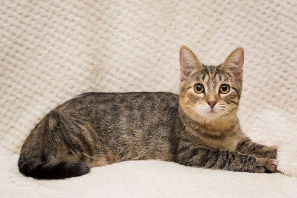 Полосатая трехцветочка котёнок Теюшка в дар в Москве фото 4