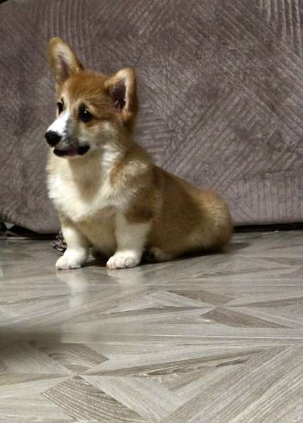 Щенки вельш-корги пемброк в Джанкое фото 6