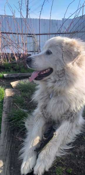 Шикарная собака в Екатеринбурге фото 3