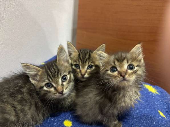 ПОКИНУЛИ КОТЯТ!СРОЧНО ОТДАЕМ В ДОБРЫЕ РУКИ??????? в Якутске фото 5