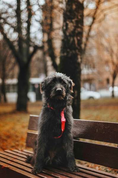 Бородатик Соня ищет дом в Москве фото 6