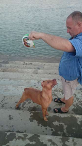 щенки Пит-Бультерьер в Краснодаре