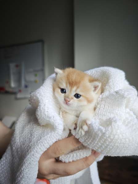 Британские котята в окрасе золотая шиншилла в фото 5