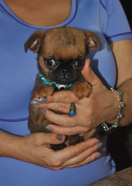 Миниатюрная девочка пти-брабансон в Москве