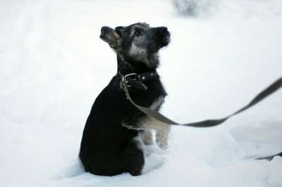 Отдам даром Малыш Перчик в поисках дома в Санкт-Петербурге фото 7
