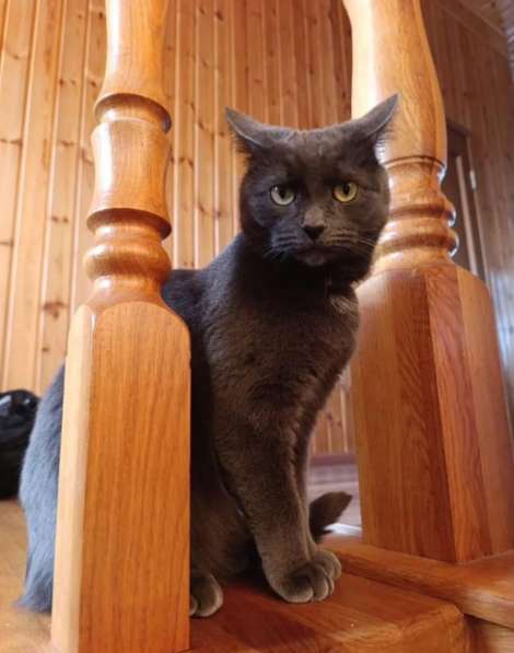 Отдам кота в добрые руки