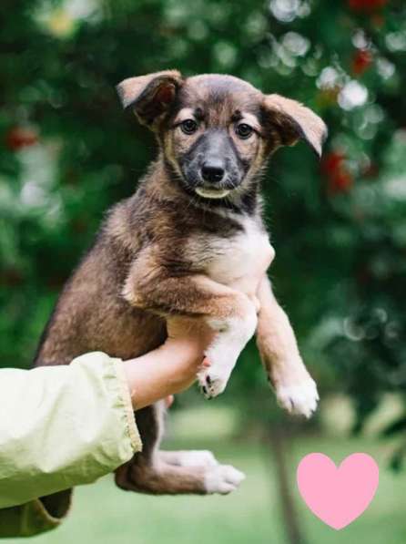 Отдам щенка в добрые руки в Красноярске фото 4