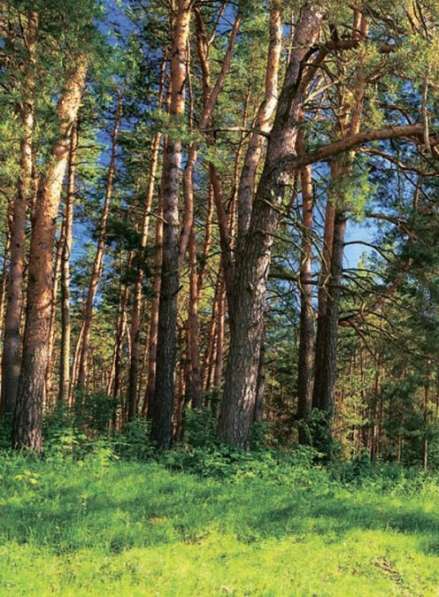 Прoдаю новые фотообои