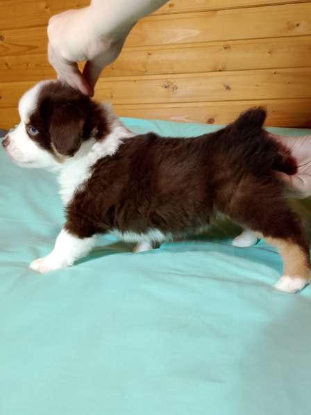 Щенок миниатюрной американской овчарки в Санкт-Петербурге фото 5