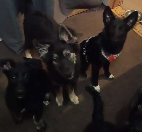 Ищем дом щенкам метисам в Химках фото 5