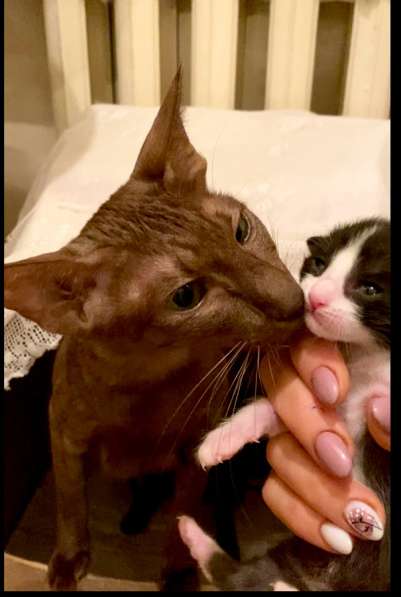 Котята ориентальной кошки в Самаре фото 9