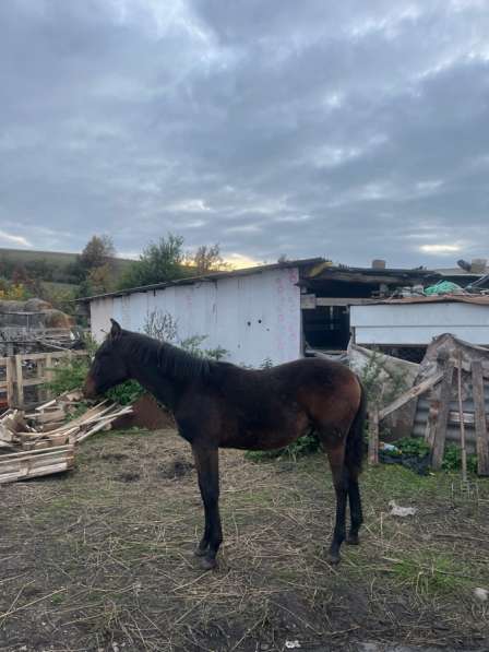 Лошадь в Нальчике фото 5