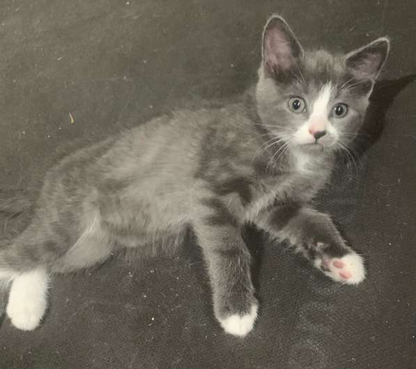 Котята в добрые руки в Санкт-Петербурге фото 5