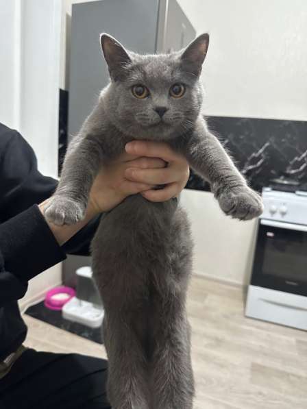 Срочно отдам кошку в Южно-Сахалинске