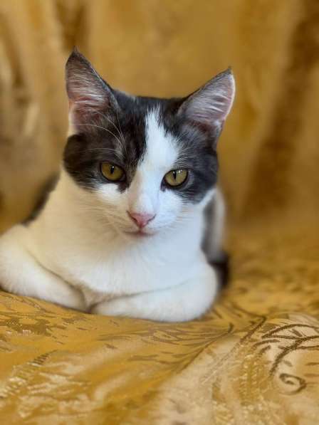 Замечательный котенок Лунтик ищет дом! в Москве