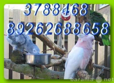 Элитпопугаи из питомника "МНП"