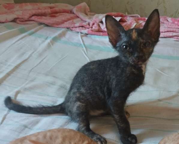 Котята (донской сфинкс) ищут папумаму