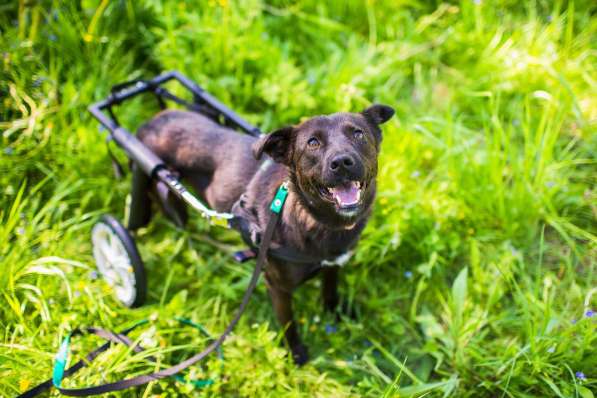 Маленькая собачка-спинальник Кения в самые добрые руки