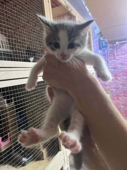 Отдам в добрые руки ! в Москве фото 7