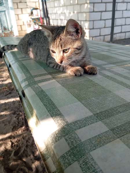 Котенок в дар в фото 7