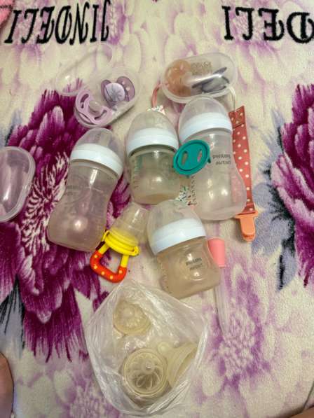 Молокосос в Калининграде