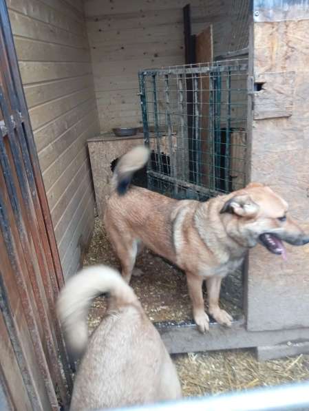 Ищем дом для маленькой Ватрушки в Москве фото 3