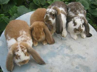 Кролики фландр, ризен, баран. в Красноярске