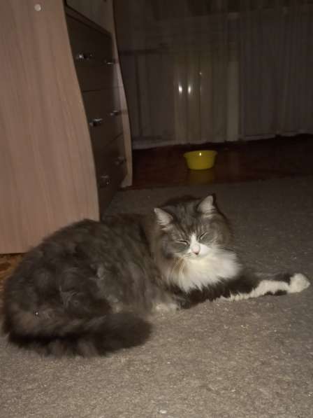 Кот сибиряк,4 года в Новосибирске фото 60