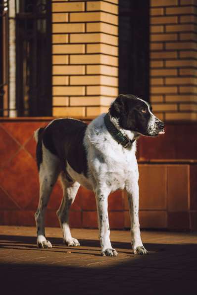 Алабай Чегет в добрые руки в Москве фото 3