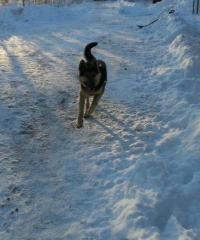 Отдам даром Прекрасный пес ищет дом